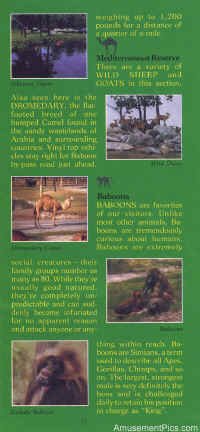 1979-Safari-Brochure11.jpg (131436 bytes)