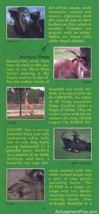 1979-Safari-Brochure5.jpg (138104 bytes)